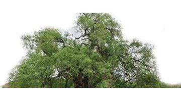 描写百年老树沧桑的散文诗【描写百年老树沧桑词组】