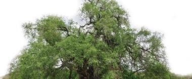 描写百年老树沧桑的散文诗【描写百年老树沧桑词组】