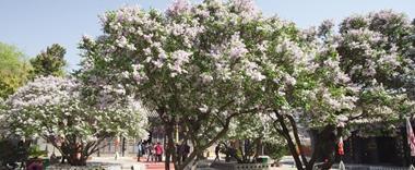 描写百年老树沧桑的散文诗【描写百年老树沧桑词组】