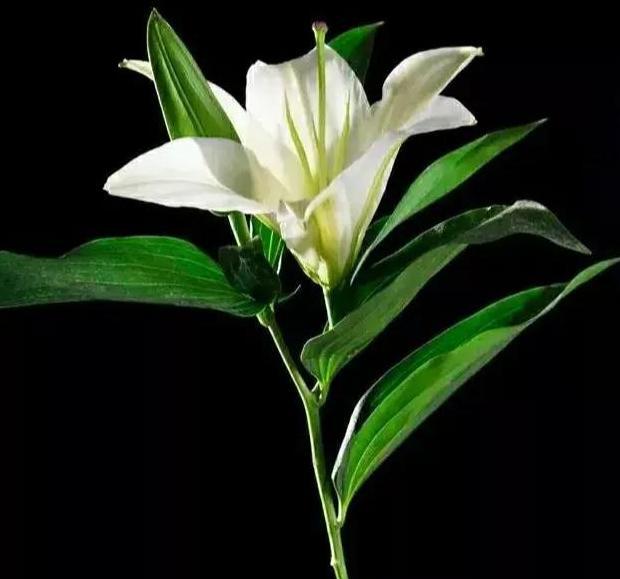 高质量的独处胜过低质量的社交英文【高质量的独处胜过低质量的社交下一句】