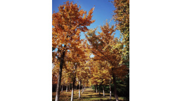 秋天的银杏树好像什么【秋天的银杏树像什么比喻句】