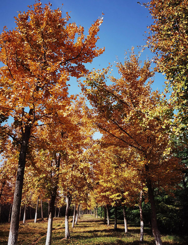 秋天的银杏树好像什么【秋天的银杏树像什么比喻句】