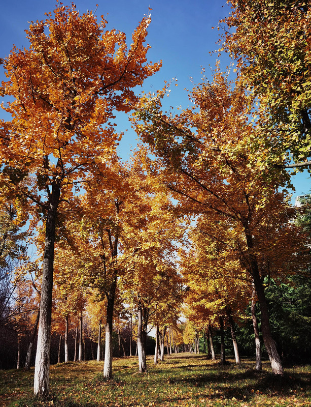 秋天的银杏树好像什么【秋天的银杏树像什么比喻句】