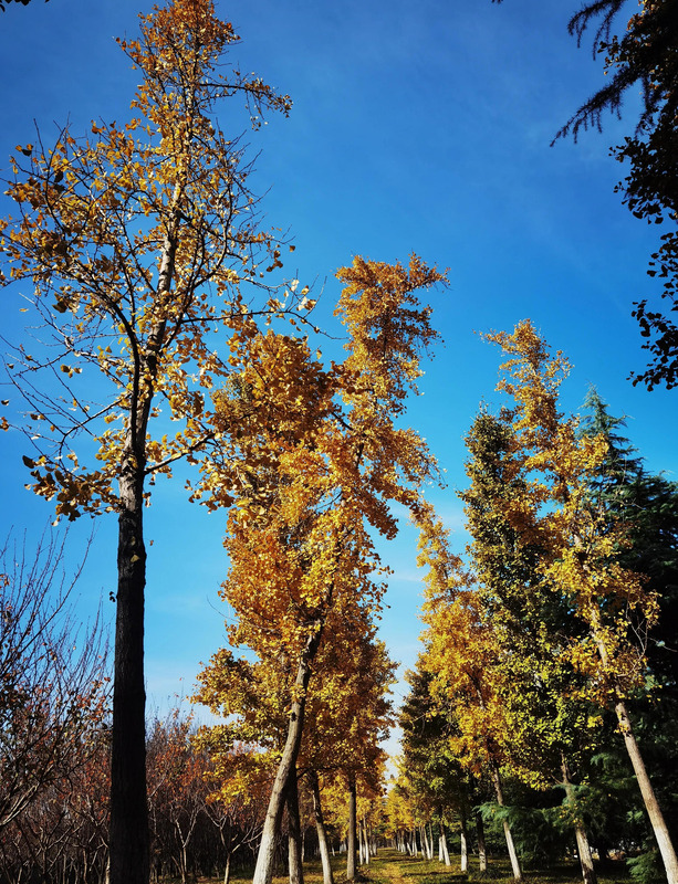 秋天的银杏树好像什么【秋天的银杏树像什么比喻句】