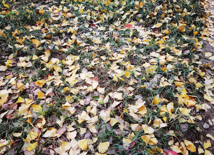 秋天的银杏树好像什么【秋天的银杏树像什么比喻句】