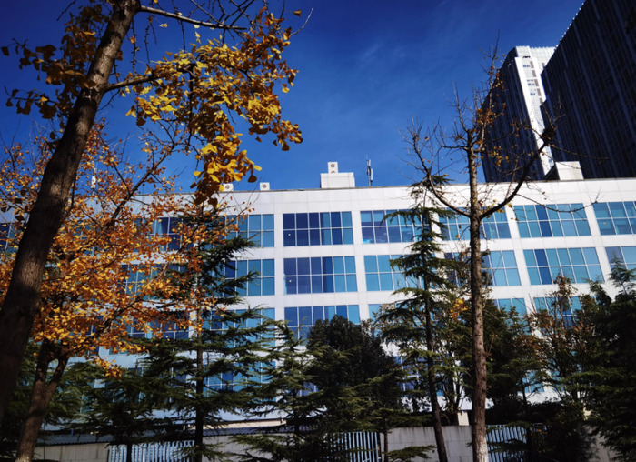 秋天的银杏树好像什么【秋天的银杏树像什么比喻句】