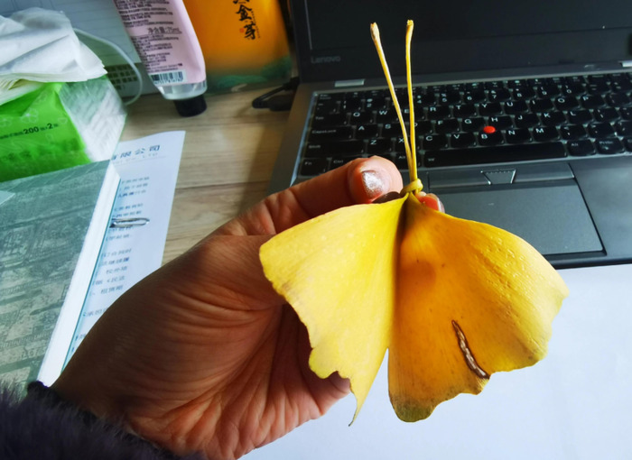 秋天的银杏树好像什么【秋天的银杏树像什么比喻句】