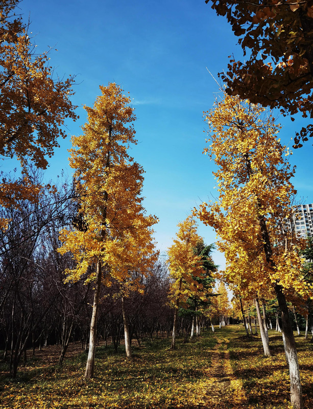 秋天的银杏树好像什么【秋天的银杏树像什么比喻句】