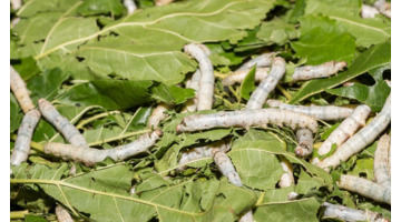 天气冷了蚕是不是不吃叶子【天气冷了后背疼怎么回事】