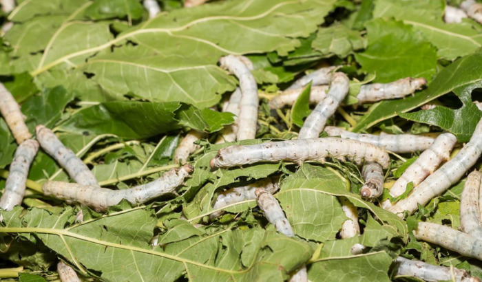 天气冷了蚕是不是不吃叶子【天气冷了后背疼怎么回事】