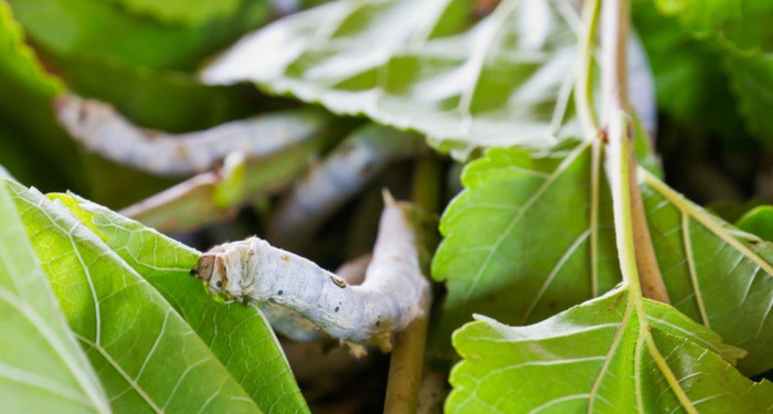 天气冷了蚕是不是不吃叶子天气冷了后背疼怎么回事