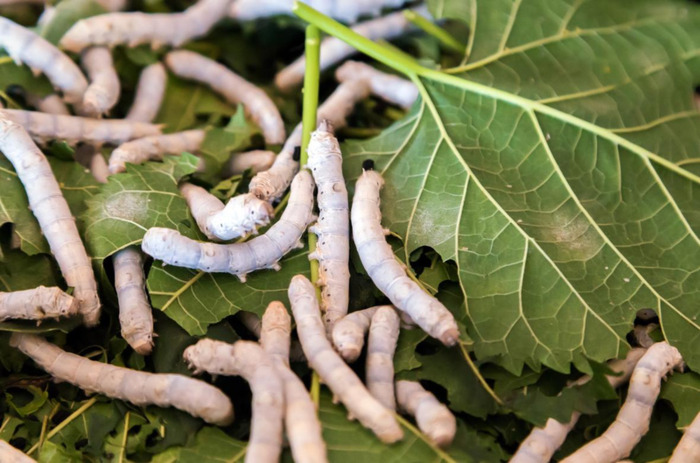 天气冷了蚕是不是不吃叶子【天气冷了后背疼怎么回事】