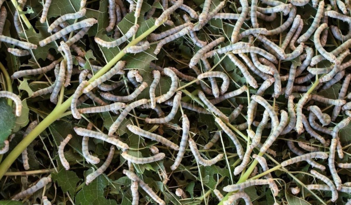 天气冷了蚕是不是不吃叶子【天气冷了后背疼怎么回事】