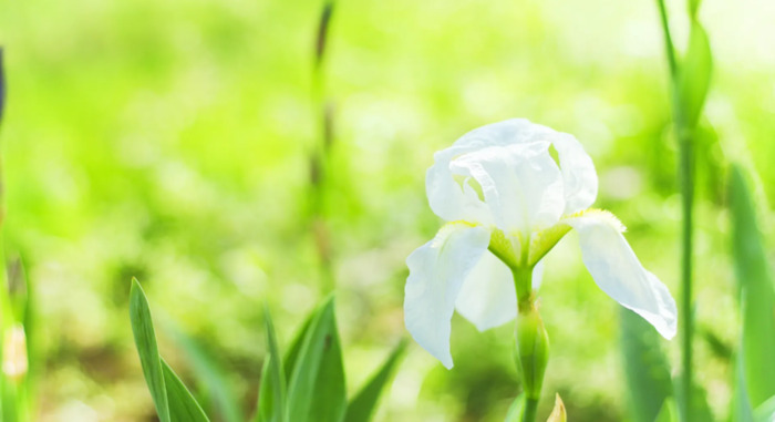 高人预言摩羯座2022每月运势【高人预言摩羯座2022事业】