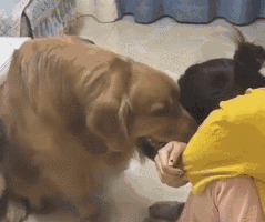 性格温和的狗【性格温和的女生】