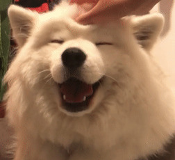 性格温和的狗【性格温和的女生】