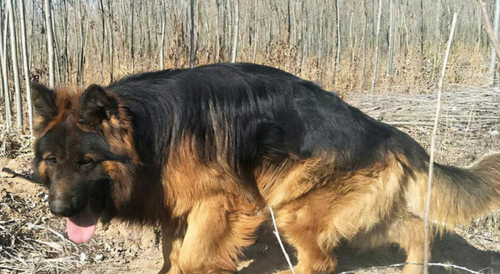 性格温和的狗【性格温和的女生】