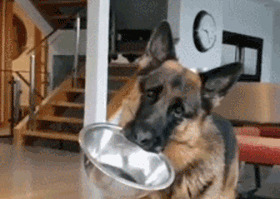 性格温和的狗【性格温和的女生】