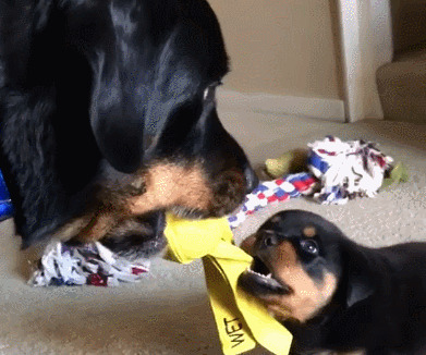 性格温和的狗【性格温和的女生】