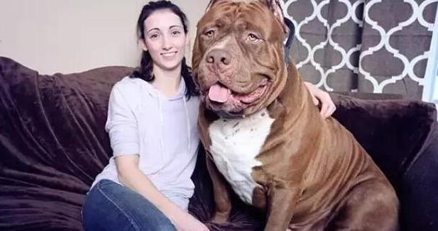 性格温和的狗【性格温和的女生】