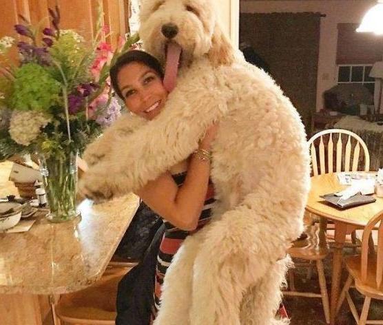 性格温和的狗【性格温和的女生】