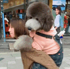 性格温和的狗【性格温和的女生】