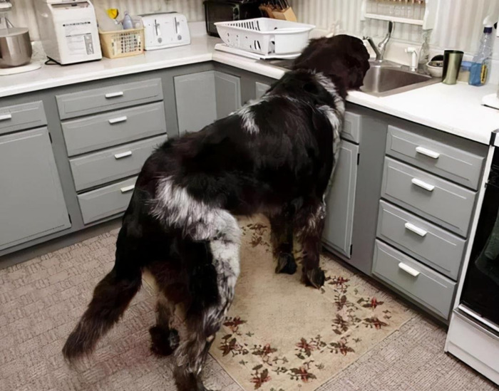 性格温和的狗【性格温和的女生】