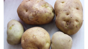 绿色的马图片搞笑【绿色的马铃薯能吃吗】