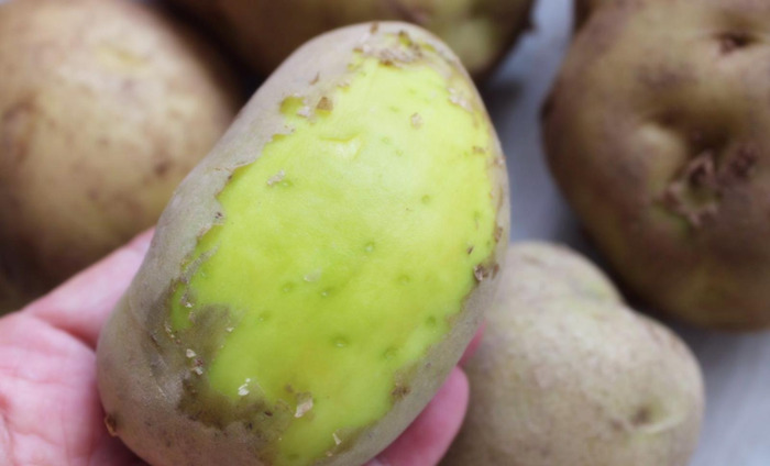 绿色的马图片搞笑【绿色的马铃薯能吃吗】