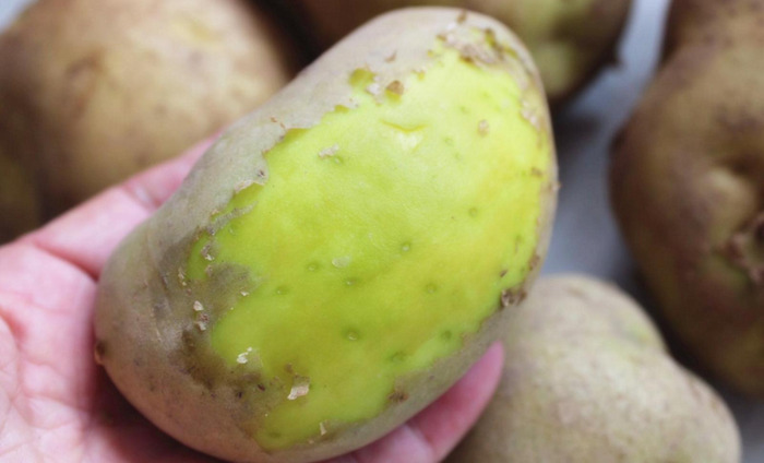 绿色的马图片搞笑【绿色的马铃薯能吃吗】