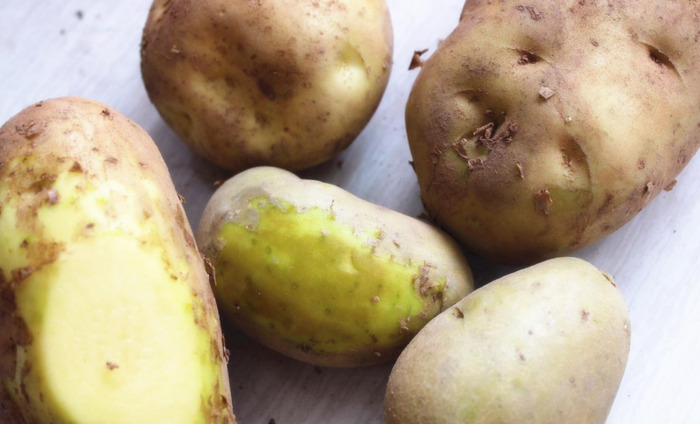 绿色的马图片搞笑【绿色的马铃薯能吃吗】