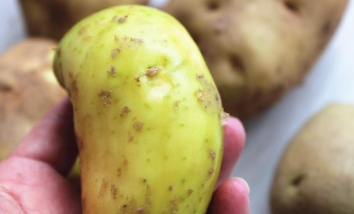 绿色的马图片搞笑【绿色的马铃薯能吃吗】