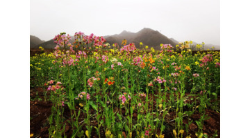 不一样的风景作文800中考满分作文【不一样的风景不一样的心情的说说】