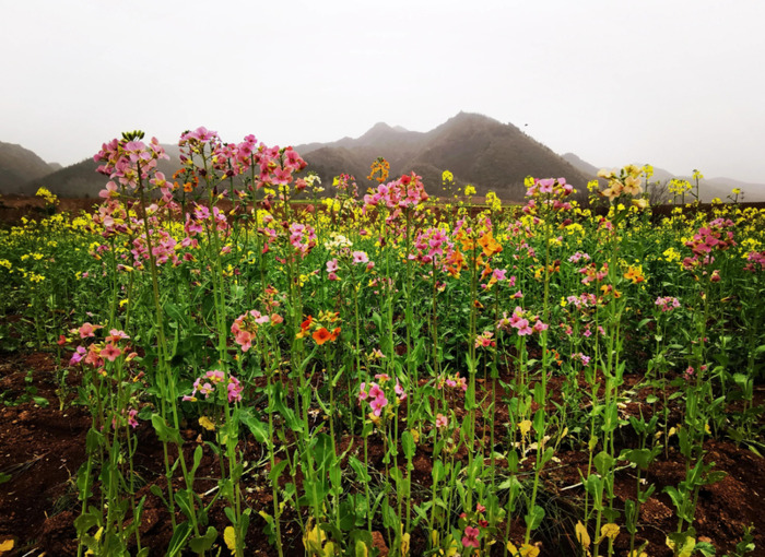 不一样的风景作文800中考满分作文【不一样的风景不一样的心情的说说】