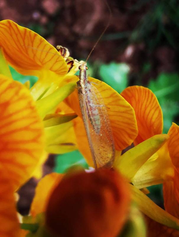 不一样的风景作文800中考满分作文【不一样的风景不一样的心情的说说】
