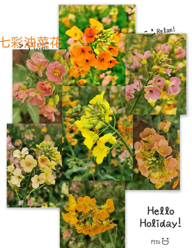 不一样的风景作文800中考满分作文【不一样的风景不一样的心情的说说】