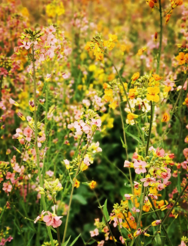 不一样的风景作文800中考满分作文【不一样的风景不一样的心情的说说】