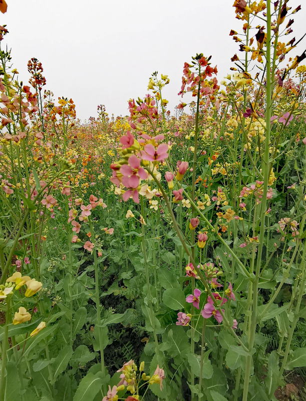 不一样的风景作文800中考满分作文【不一样的风景不一样的心情的说说】