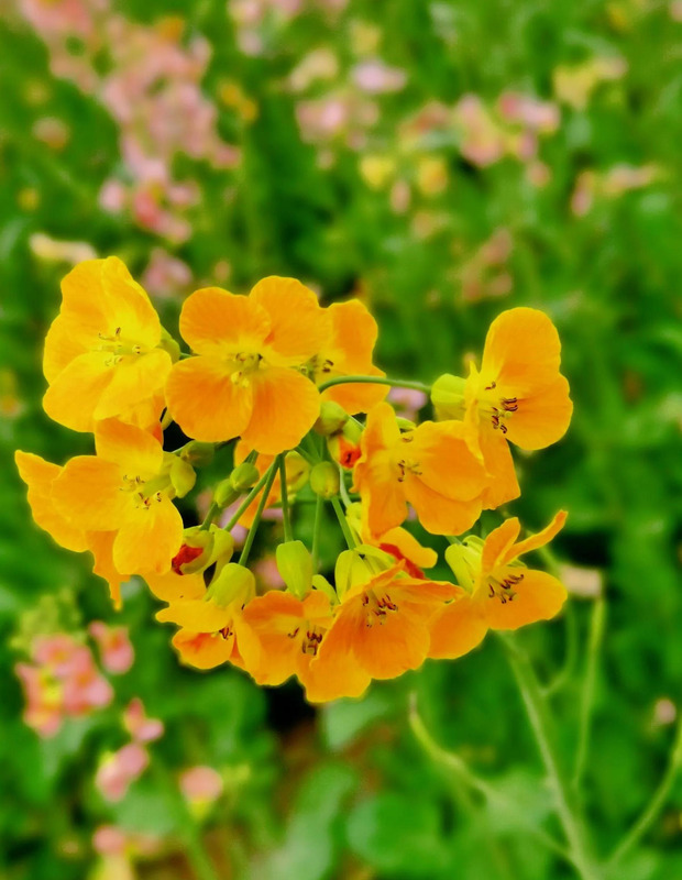 不一样的风景作文800中考满分作文【不一样的风景不一样的心情的说说】