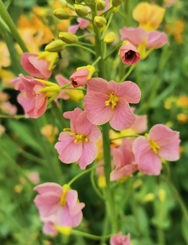 不一样的风景作文800中考满分作文【不一样的风景不一样的心情的说说】