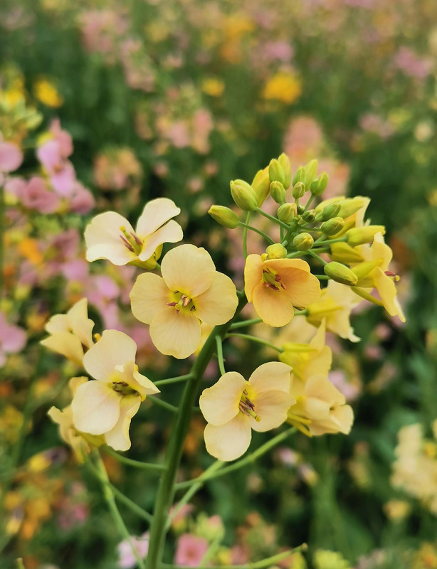不一样的风景作文800中考满分作文【不一样的风景不一样的心情的说说】