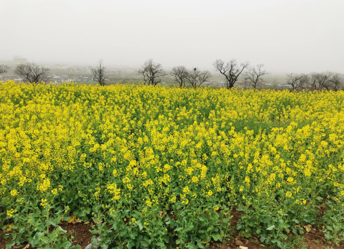 不一样的风景作文800中考满分作文【不一样的风景不一样的心情的说说】