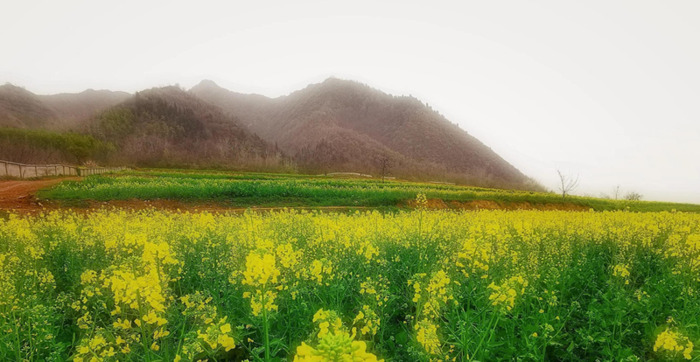 不一样的风景作文800中考满分作文【不一样的风景不一样的心情的说说】