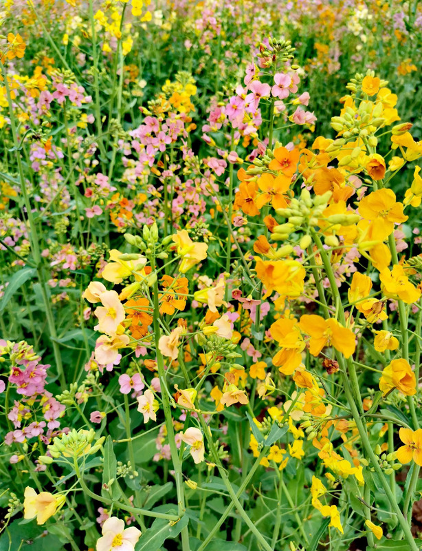不一样的风景作文800中考满分作文【不一样的风景不一样的心情的说说】