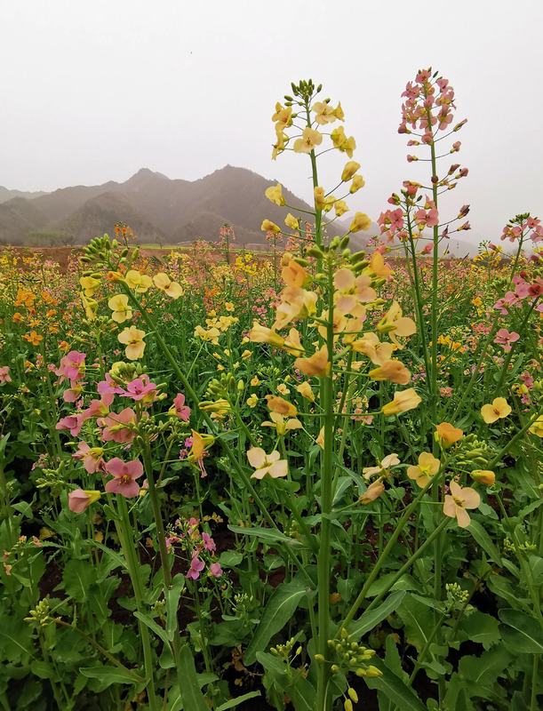 不一样的风景作文800中考满分作文【不一样的风景不一样的心情的说说】