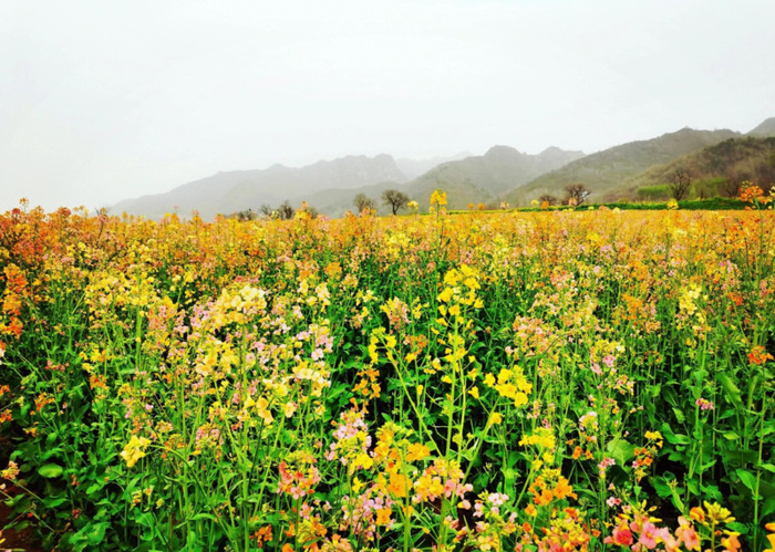 不一样的风景作文800中考满分作文【不一样的风景不一样的心情的说说】
