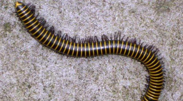 十二星座男最渣排名【十二星座男有多宠女友】