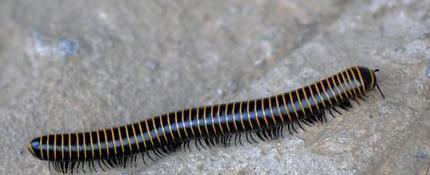 十二星座男最渣排名【十二星座男有多宠女友】