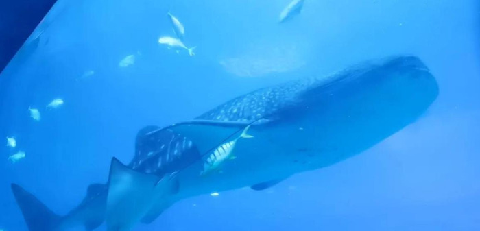 珠海长隆企鹅酒店星级【珠海长隆企鹅酒店有什么好玩的】