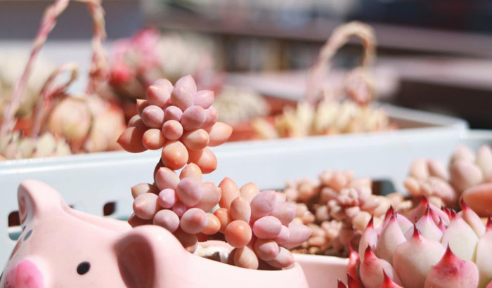 最热销的地摊货【地摊货排行第前十的商品】